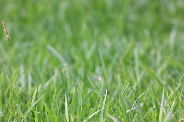 Selective focus of grass on the yard