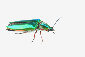 Jewel bug (Chrysocoris stollii) Beetle isolated on white background