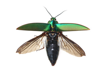 Jewel bug (Chrysocoris stollii) Beetle isolated on white background
