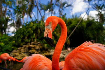 Naklejka premium Pink flamingos against blurred background