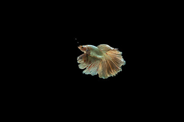 Siamese Fighting Fish isolated on black bacground Thai's betta is one of the most beautiful fish for tanks and aquariums