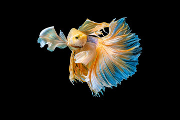 Siamese Fighting Fish isolated on black bacground Thai's betta is one of the most beautiful fish for tanks and aquariums