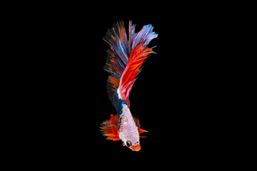 Siamese Fighting Fish isolated on black bacground Thai's betta is one of the most beautiful fish for tanks and aquariums