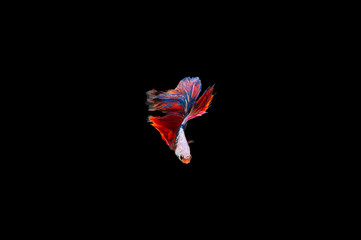 Siamese Fighting Fish isolated on black bacground Thai's betta is one of the most beautiful fish for tanks and aquariums