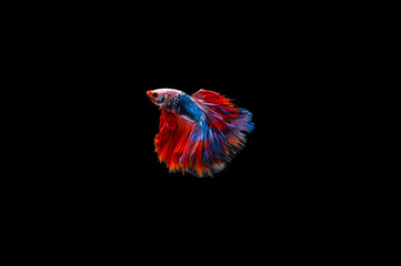 Siamese Fighting Fish isolated on black bacground Thai's betta is one of the most beautiful fish for tanks and aquariums