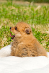 Pomeranian Spitz puppy