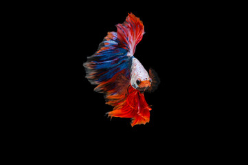 Siamese Fighting Fish isolated on black bacground Thai's betta is one of the most beautiful fish for tanks and aquariums