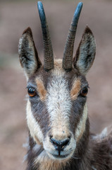 Ziege im Wildpark Gangelt