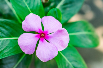  madagascar periwinkle Hot Five Petal Flower Five Petals Flower Plant Nature close view of indian home garden close view looking awesome..
