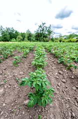 Fototapeta na wymiar Potato field in cloudy weather