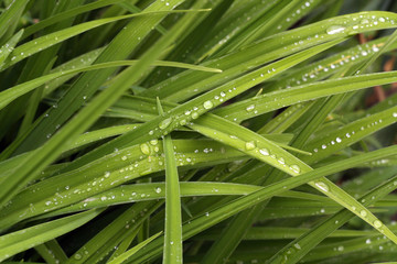 Fototapeta premium Green grass with dew drops on it.