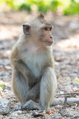 Long-tailed macaque, in Thailand, Saraburi a wildlife sanctuary