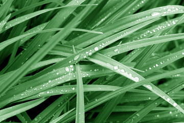 Grass with dew drops on it in green color.