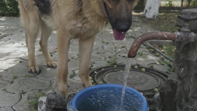 German Shepherd drinks water from a water tap