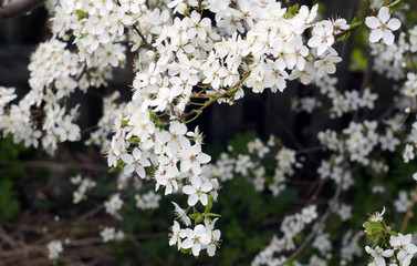 Cherry tree in blossom with bokeh.