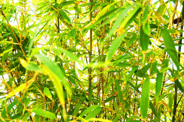 abstract bamboo texture