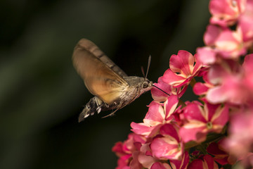 Taubenschwänzchen im Schwirrflug © Konrad Steininger