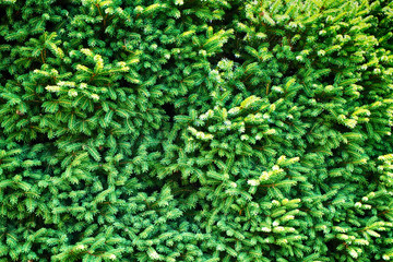 conifer tree texture