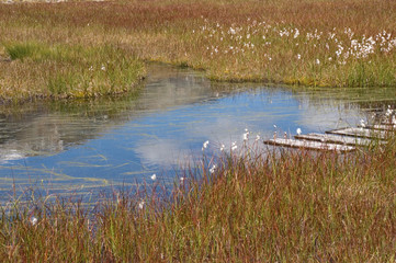 Tümpel mit Wollgras
