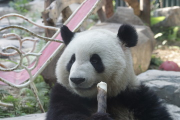 Giant Panda, Meng Lan, Enjoys Eating Bamboo Shoot, Beijing, China