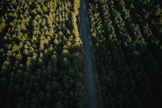 Route traversant la for&ecirc;t