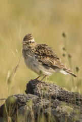 Eurasian Skylark - Alauda arvensis, small brown perching bird from Euroasian meadows singing, Eastern Rodope mountains, Bulgaria.