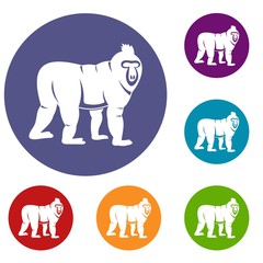 Mandrill monkey icons set in flat circle red, blue and green color for web