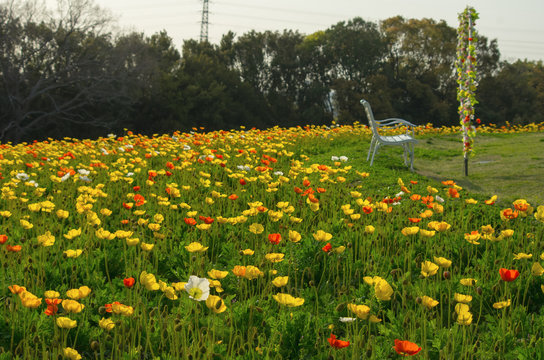 1 105 Best 万博記念公園 Images Stock Photos Vectors Adobe Stock 1 105 Best 万博記念公園 Images Stock Photos Vectors Adobe Stock