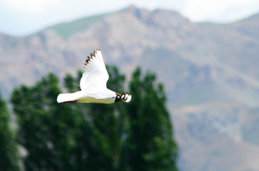 Here was used a televisor! In the beginning I did not understand why this beak is! Then I realized that it was rabbits for lunch chicks Berdibek Sultamuratov