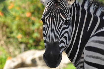 Zebra Gazing into Camera with Attractive Bokeh Background