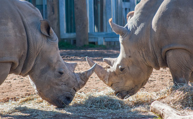 Two Rhinos Eating Together