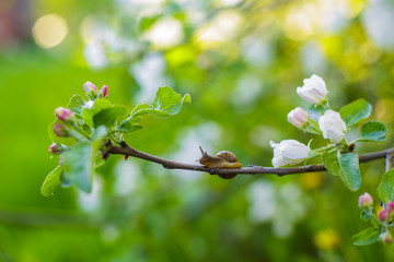 snail on an Apple branch