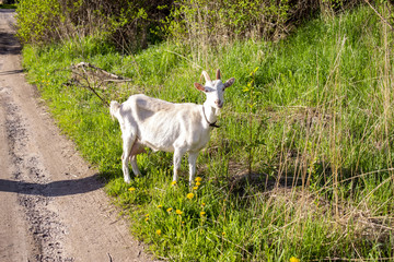 Obraz premium White Goat in nature