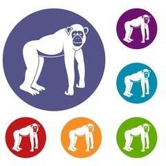 Chimpanzee icons set in flat circle red, blue and green color for web