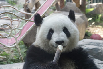 Fototapeta premium Giant Panda, Meng Lan, Enjoys Eating Bamboo Shoot, Beijing, China