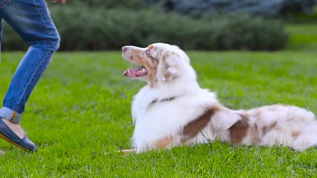 Australian shepherd shows tricks