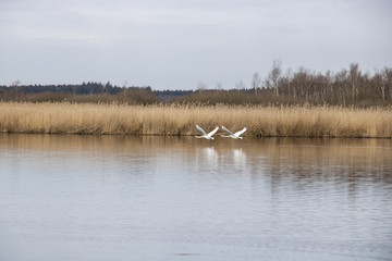 Federseesteg Bad Buchau