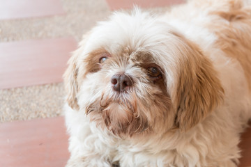happy (shih tzu) dog eating biscuit looking happy but with dirty fur (with selective focus and tonal adjustment)
