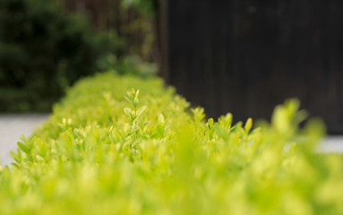close up photo of boxwood bush, green leaves of bush texture, blurred natural green background