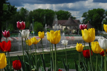 Obraz premium Tulips on the background of the fountain and hotel