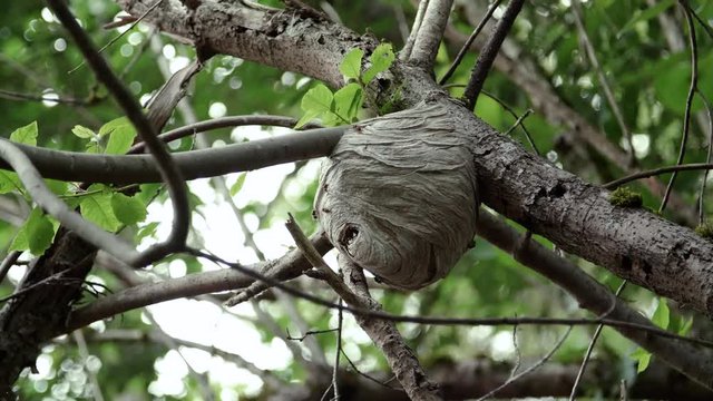 Active Bee Hive Hanging on Tree Branch