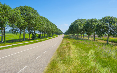 Fototapeta na wymiar Trees along a road in the countryside in summer