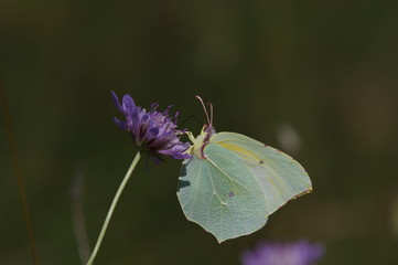 Schöner Schmetterling an Wildblume