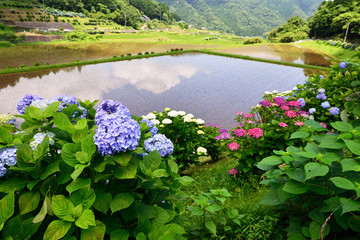 豊前のアジサイ