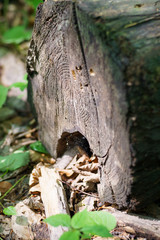 Piece of log wood in the forest. Shades of brown and dark colors.
