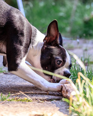 Cute Boston terrier puppy chewing sticks,