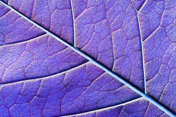 blue abstract macro texture leaf close up