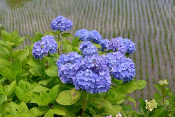 豊前のアジサイ