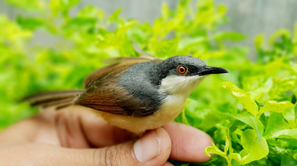 Wild Small Bird