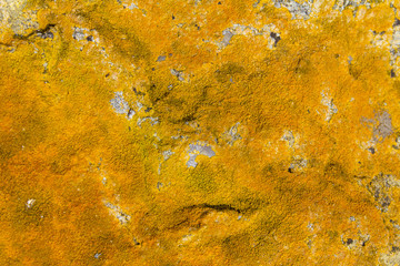 orange lichen closeup